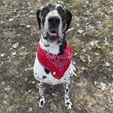 Entry image for Belvedere