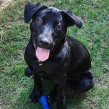 Entry image for Bull