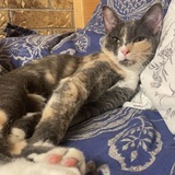 Entry image for Pepperoni