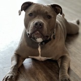 Entry image for Bella