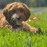 Entry image for Ember