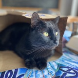 Entry image for Radish Bjorn Foster