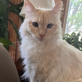 Entry image for Poppy