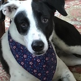 Entry image for Hugo 