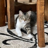 Entry image for Jewel aka Fat Fat