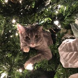 Entry image for Luna