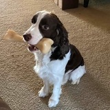 Entry image for Ellis