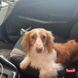 Entry image for Samson