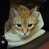 Entry image for Mulligan our 2021 LHS rescue living his best life.