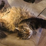 Entry image for Feisty