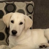 Entry image for Charlie Bear