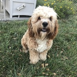 Entry image for Charlie