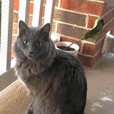 Entry image for Frenchie