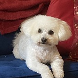 Entry image for Sophie