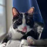 Entry image for Barbosa