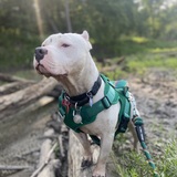 Entry image for Zane