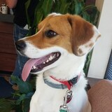 Entry image for Bella