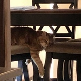 Entry image for Diesel