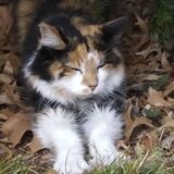 Entry image for Clarabelle