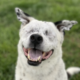 Entry image for Woodrow