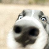 Entry image for Indigo