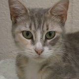 Entry image for Sylvie