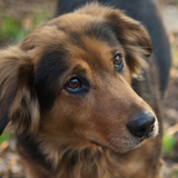 Entry image for Yuba