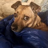 Entry image for Merlin