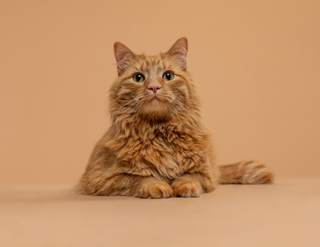 Entry image for Macklin. Clicking this image will show a larger photo