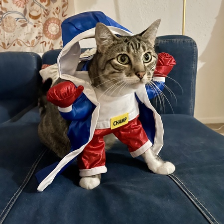 Entry image for Peewee. Clicking this image will show a larger photo