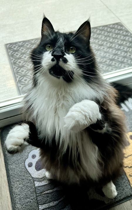 Entry image for Forest. Clicking this image will show a larger photo