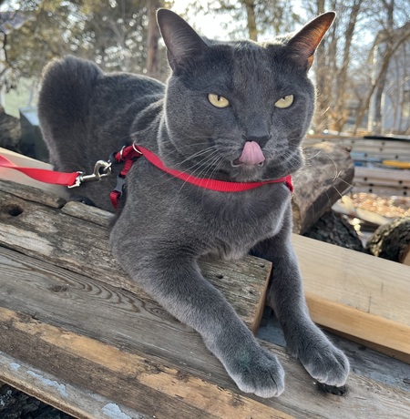 Entry image for Otis . Clicking this image will show a larger photo