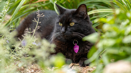 Entry image for Mini. Clicking this image will show a larger photo