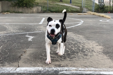 Entry image for Bubbles. Clicking this image will show a larger photo