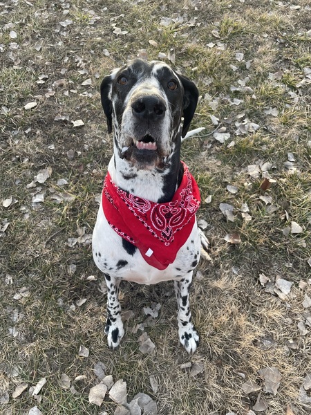 Entry image for Belvedere. Clicking this image will show a larger photo