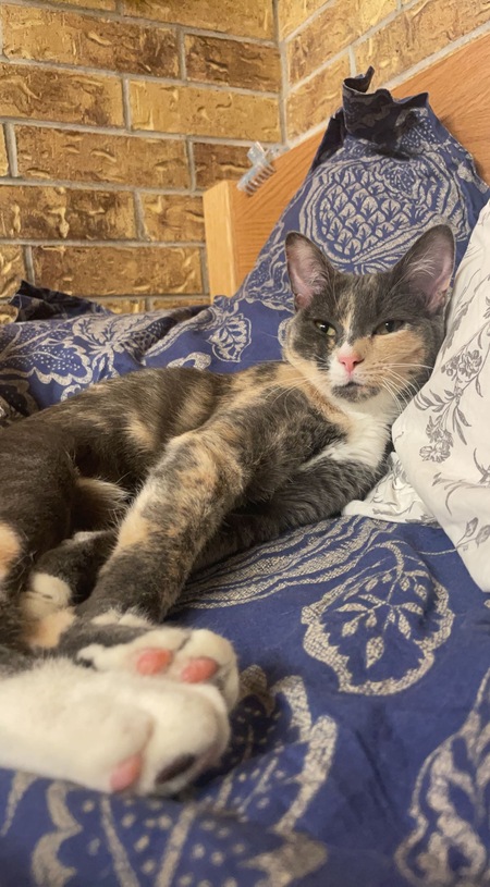 Entry image for Pepperoni. Clicking this image will show a larger photo