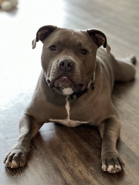 Entry image for Bella. Clicking this image will show a larger photo