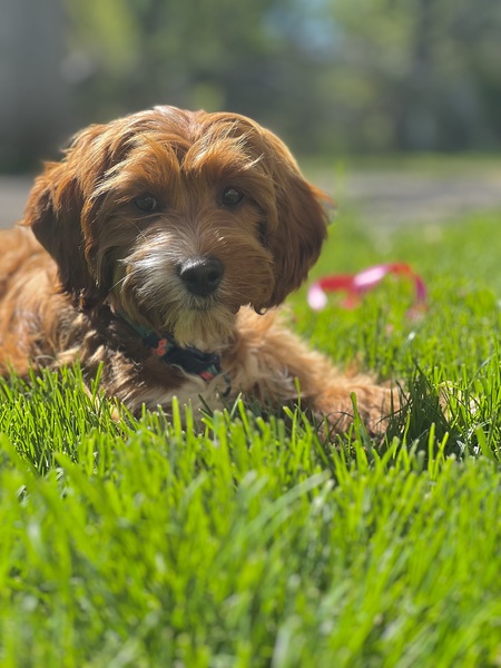 Entry image for Ember. Clicking this image will show a larger photo