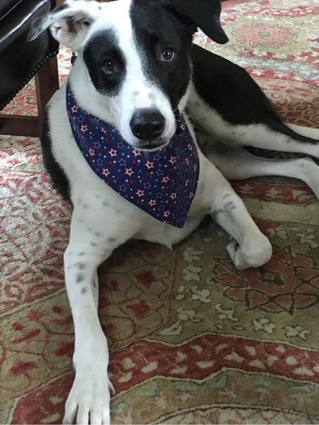 Entry image for Hugo . Clicking this image will show a larger photo