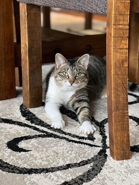 Entry image for Jewel aka Fat Fat. Clicking this image will show a larger photo