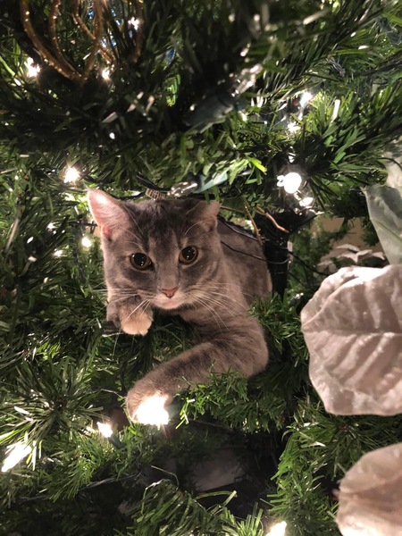 Entry image for Luna. Clicking this image will show a larger photo