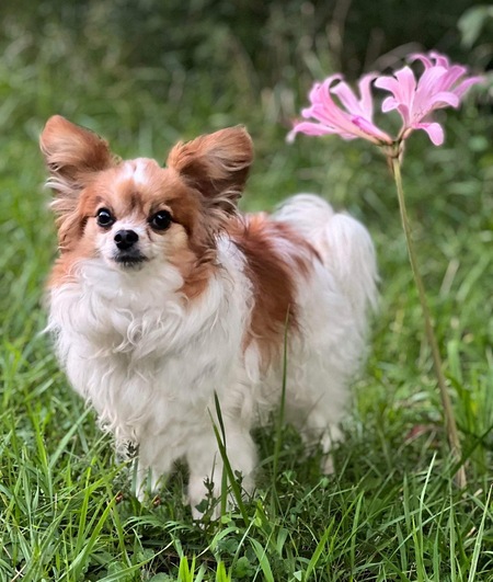 Entry image for Jax. Clicking this image will show a larger photo