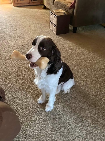 Entry image for Ellis. Clicking this image will show a larger photo