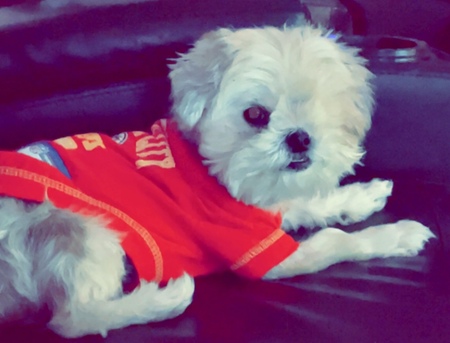 Entry image for Lucy. Clicking this image will show a larger photo