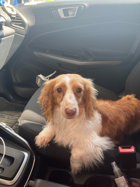 Entry image for Samson. Clicking this image will show a larger photo