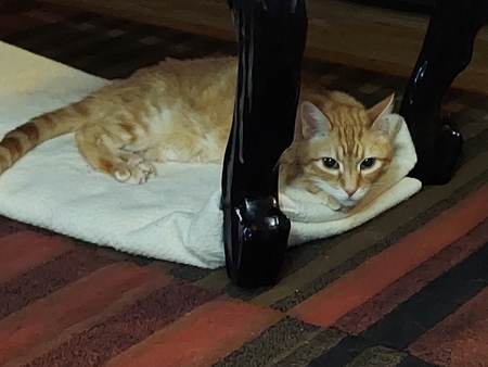 Entry image for Mulligan our 2021 LHS rescue living his best life.. Clicking this image will show a larger photo