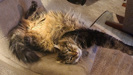 Entry image for Feisty. Clicking this image will show a larger photo