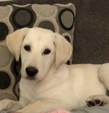 Entry image for Charlie Bear. Clicking this image will show a larger photo