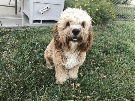 Entry image for Charlie. Clicking this image will show a larger photo