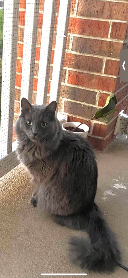 Entry image for Frenchie. Clicking this image will show a larger photo